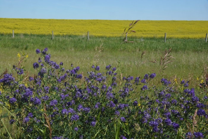 mustard fields